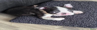 Boston Terrier Puppy 2