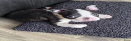 Boston Terrier dogs for sale: Ready now Stunning KC Boston Terrier puppies - Advert 3