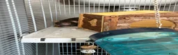 Rat rodents for sale: 2 male rats and cage in Gillingham - Advert 3