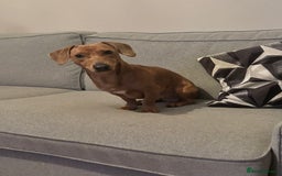Dachshund dogs for sale: Beautiful dachshund boy   - Image 1