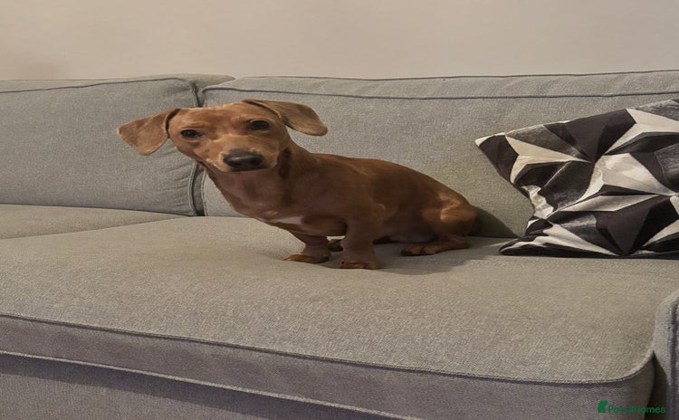 Dachshund dogs - Advert 5