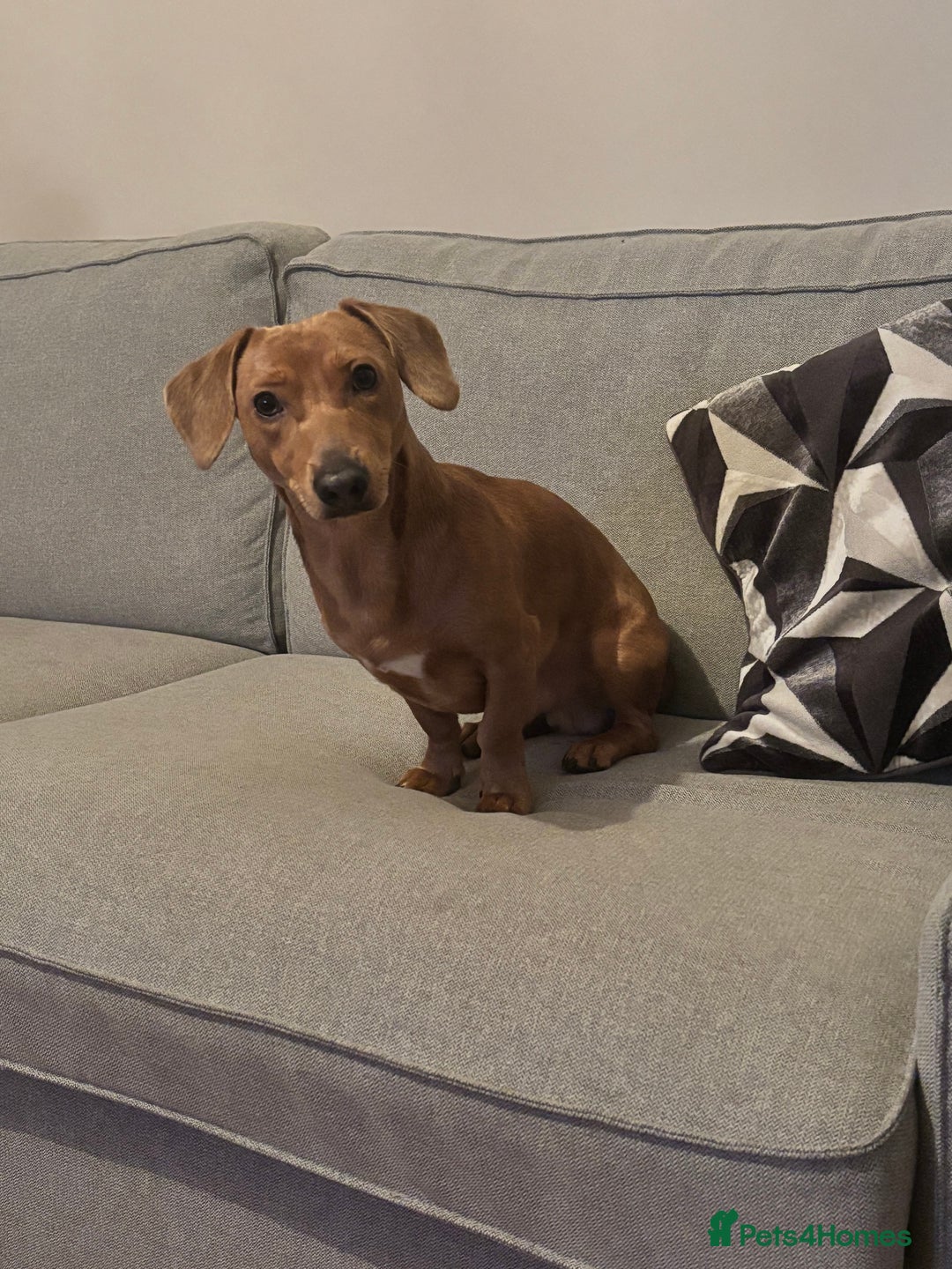 Dachshund dogs for sale: Beautiful dachshund boy   - Image 1