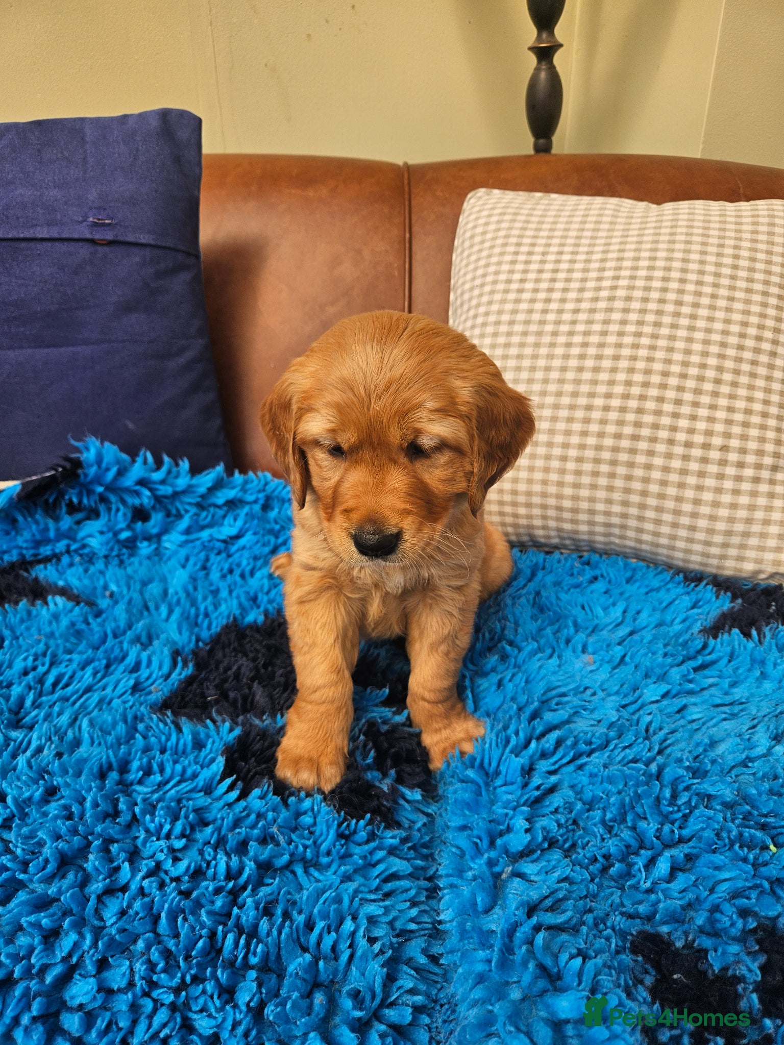 Golden Retriever dogs 5 star reg breeder parents health tested kc reg - Advert 2