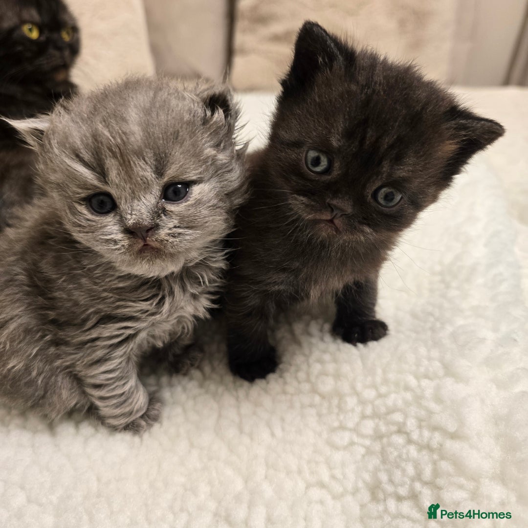 British Shorthair cats for sale: ✨️RARE✨️Black smoke BSH and 1 blue longhair - Advert 1