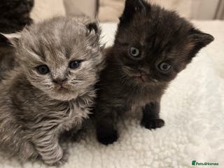 British Shorthair cats ✨️RARE✨️Black smoke BSH and 1 blue longhair - Advert 6
