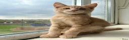 Maine Coon cats for sale: Maine coon  - Advert 2