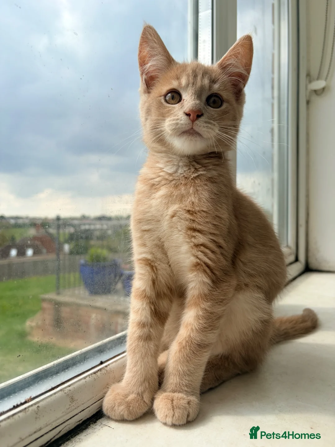 Maine Coon cats for sale: Maine coon  - Advert 2