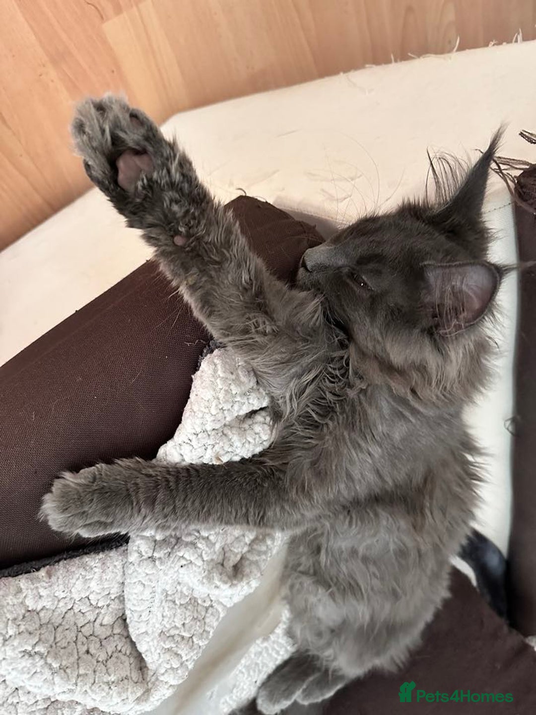 Maine Coon cats for sale: Stunning Maine Coon Kittens (Tica Registered)  in Colchester - Image 9