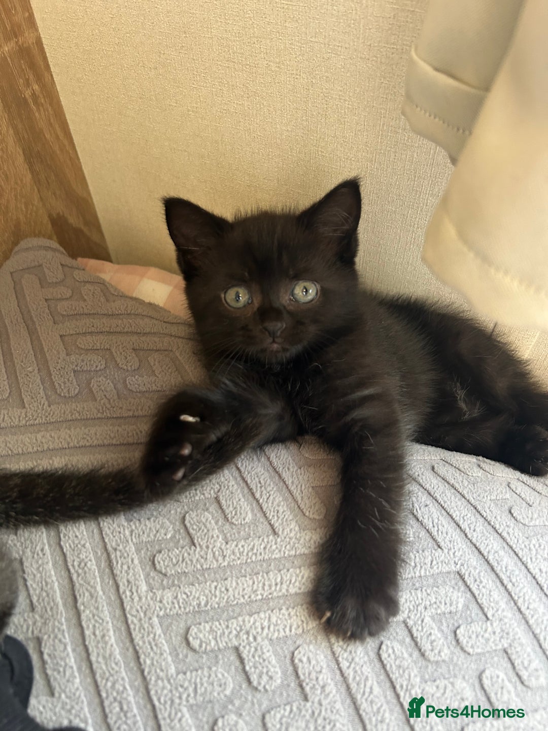 American Shorthair cats for sale: British short haired kitten  - Image 11