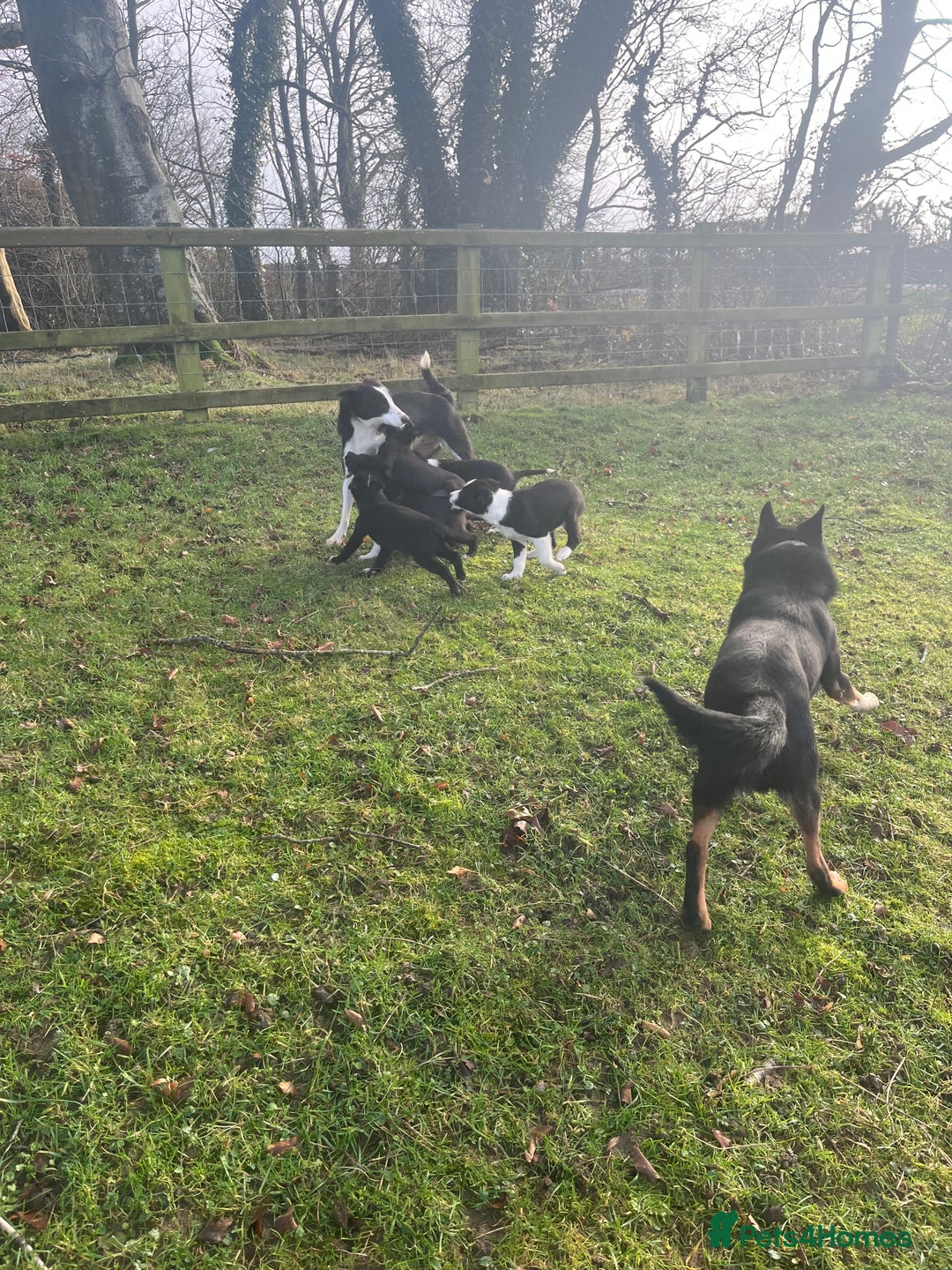 Mixed Breed dogs for sale: Beautiful Kelpie X Border Collie Puppies For Sale - Advert 3