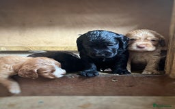 Sprocker dogs for sale: Beautiful cocker x sprocker pups - Image 4