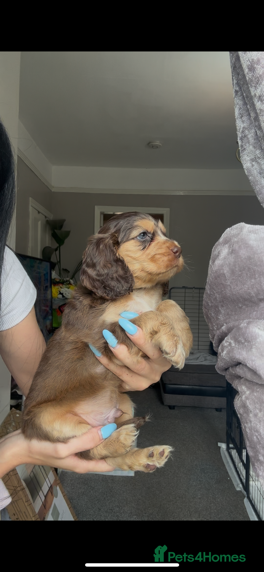 Cocker Spaniel dogs for sale: 7 beautiful chocolate sable cocker spaniels - Image 24