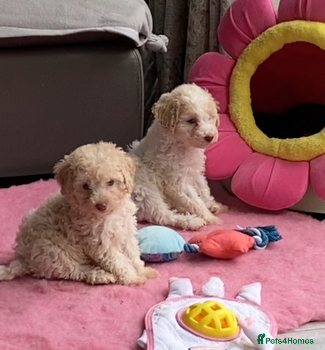 Cavapoo dogs for sale: One Cavapoo x poodle girl ready to go!!! - Image 5