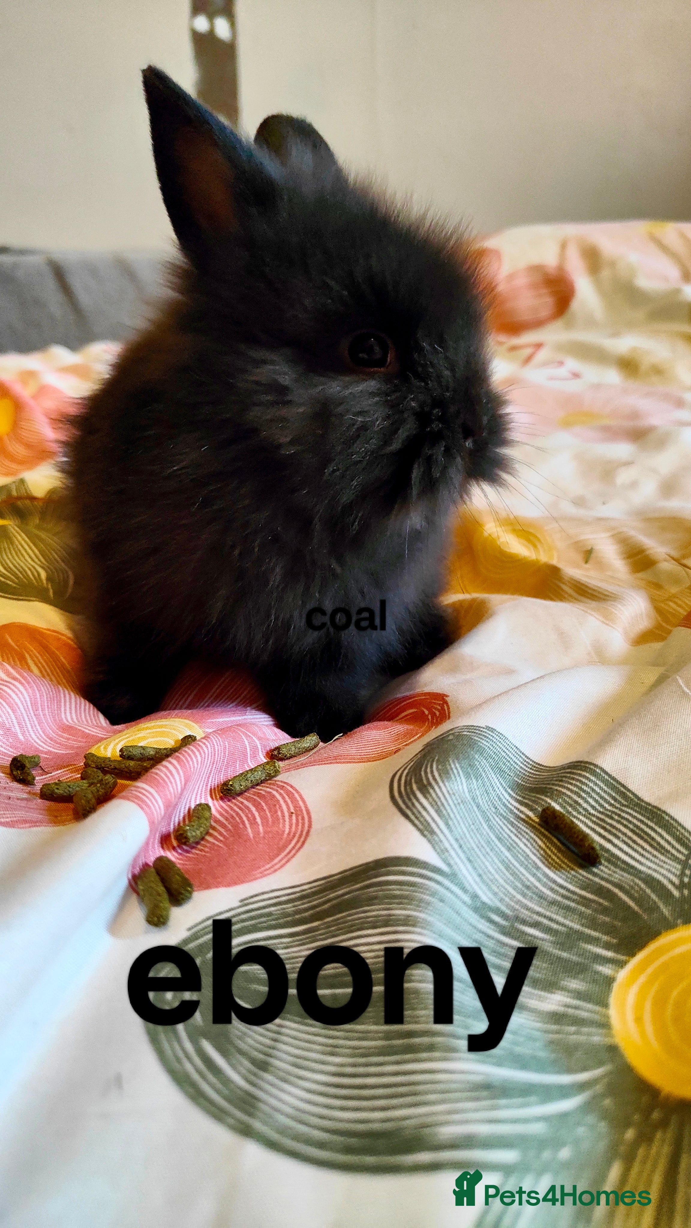 Lionhead rabbits Pedigree Lionhead last female ready now  - Advert 15