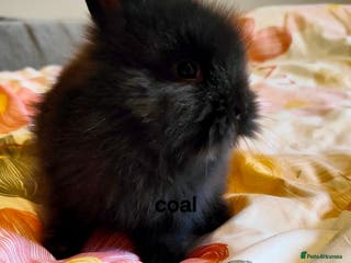 Lionhead rabbits Pedigree Lionhead last female ready now - Advert 15