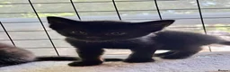 Bombay cats for sale: Bombay Kittens – 3 Boys & 3 Girls Available  - Advert 11