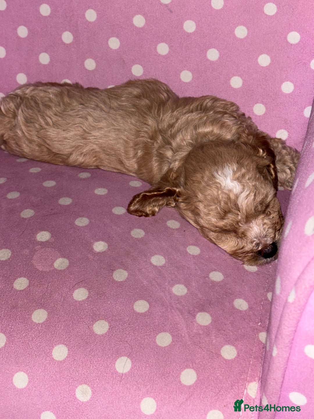 Toy Poodle dogs for sale: Toy puddles  - Advert 3