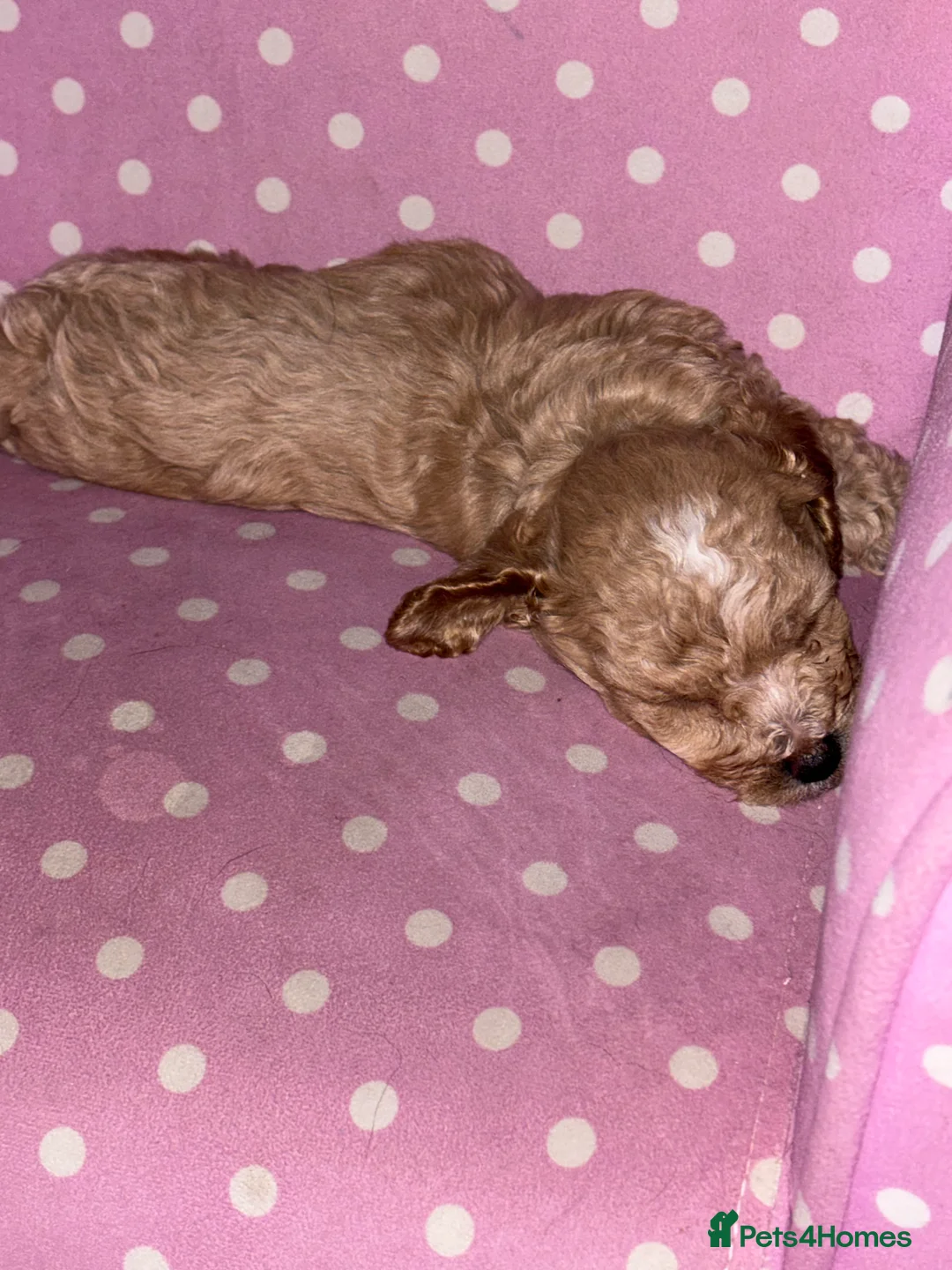 Toy Poodle dogs for sale: Toy puddles  - Advert 3