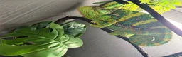 Chameleon reptiles for sale: Male veiled Chameleon with complete set up in Craven Arms - Advert 1