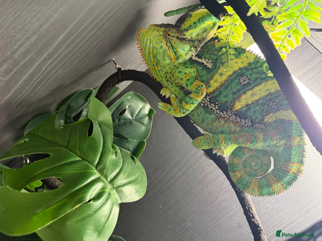 Chameleon reptiles for sale: Male veiled Chameleon with complete set up in Craven Arms - Advert 1