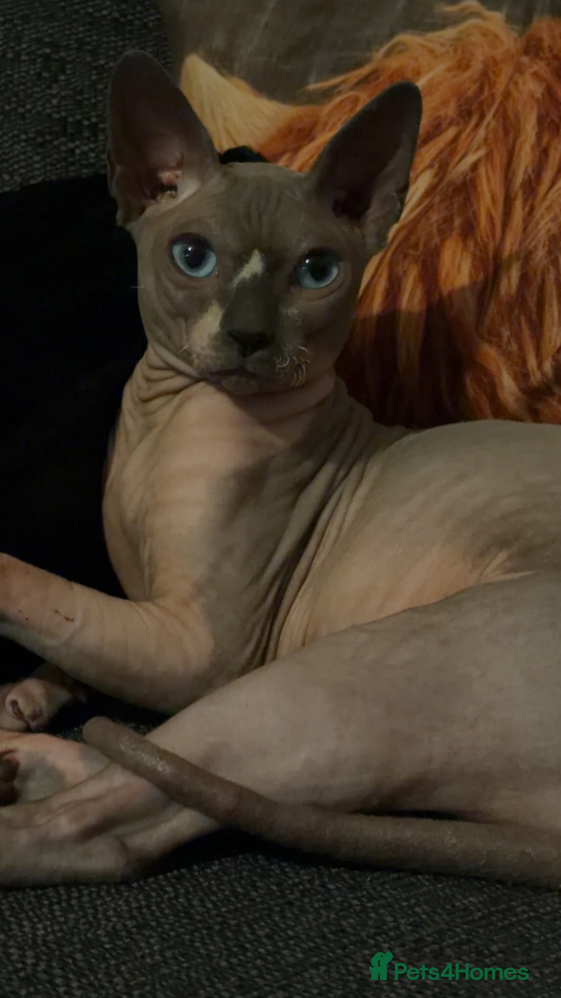 Sphynx cats Sphynx for stud  - Advert 5