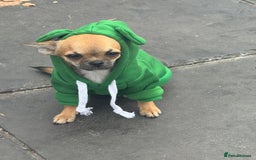 Chihuahua dogs for sale: Chihuahua Apple head  - Image 2