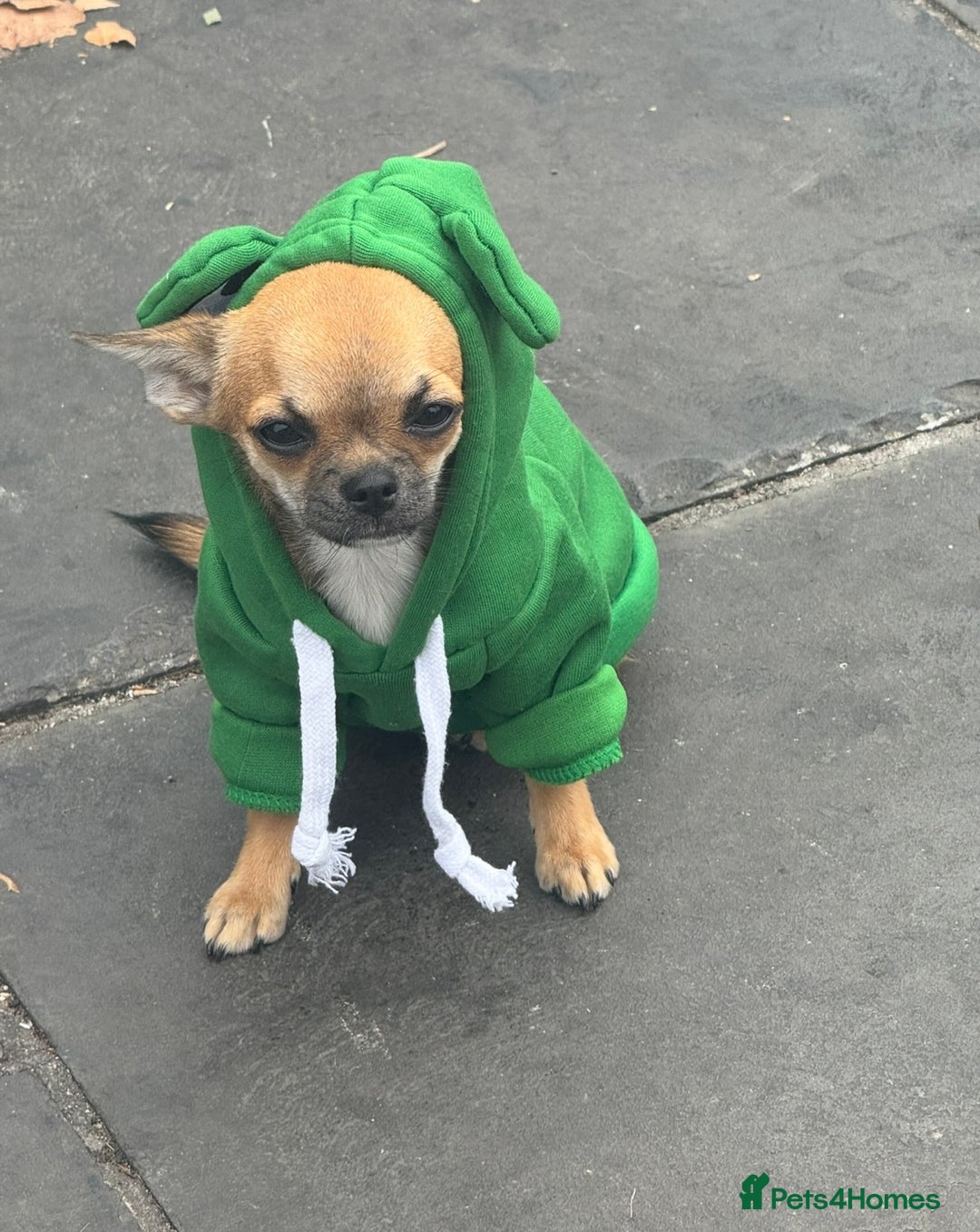 Chihuahua dogs for sale: Chihuahua Apple head  - Image 2