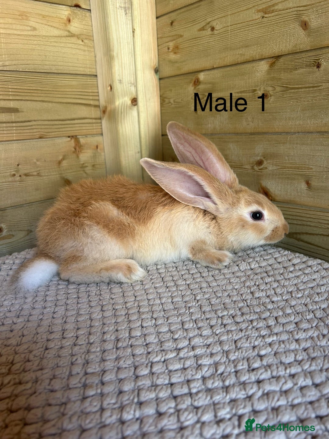 Continental Giant rabbits for sale: READY TO RESERVE - continental giant babies - Image 9