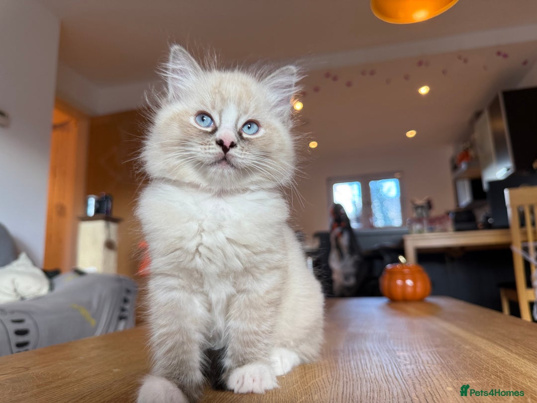Ragdoll cats for sale: Ragdoll Kittens for Sale - Image 34