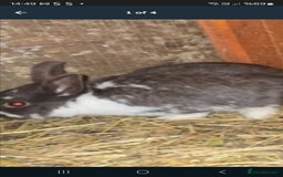 Rex rabbits for sale: Adult rabbits 20£ - Image 3