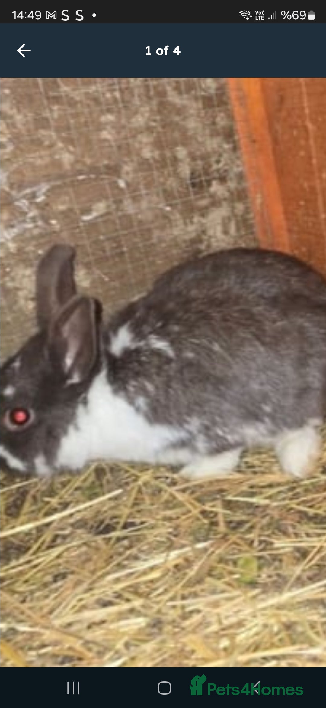 Rex rabbits for sale: Adult rabbits 20£ - Image 3