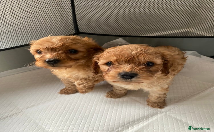 Cavapoo dogs - Advert 1