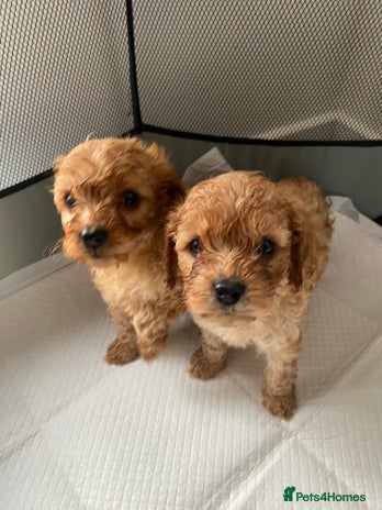 Cavapoo Belfast Cavapoo puppies for sale in Scotland | Pets4Homes