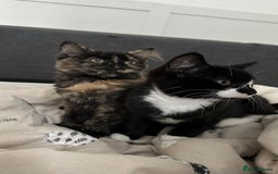 Domestic Shorthair cats for sale: 2 Female Sister Kittens.  - Image 1