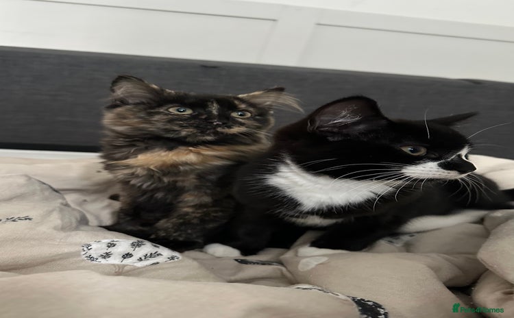 Domestic Shorthair cats - Advert 4