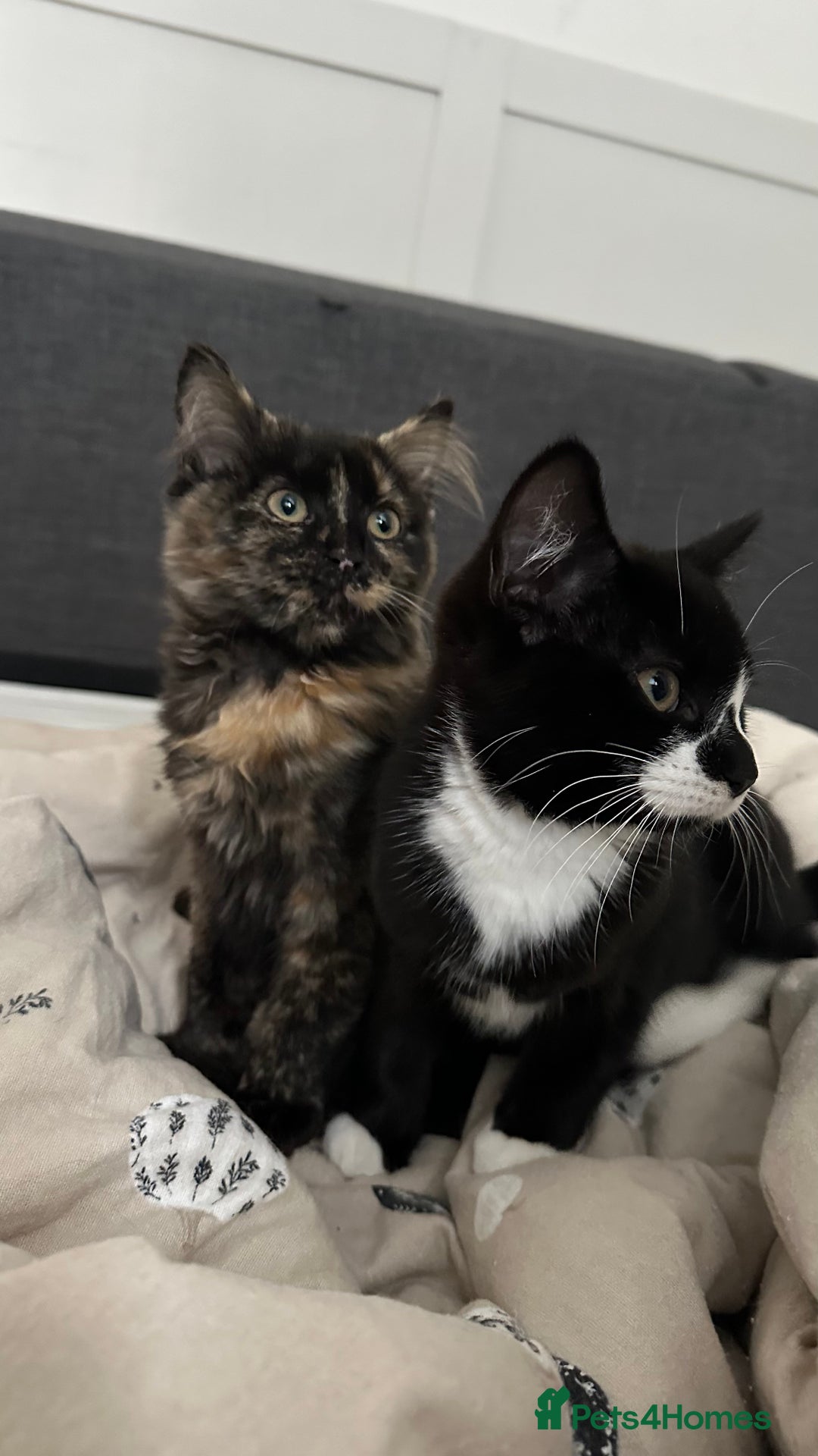 Domestic Shorthair cats for sale: 2 Female Sister Kittens.  - Image 1