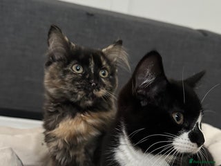 Domestic Shorthair cats - Advert 4