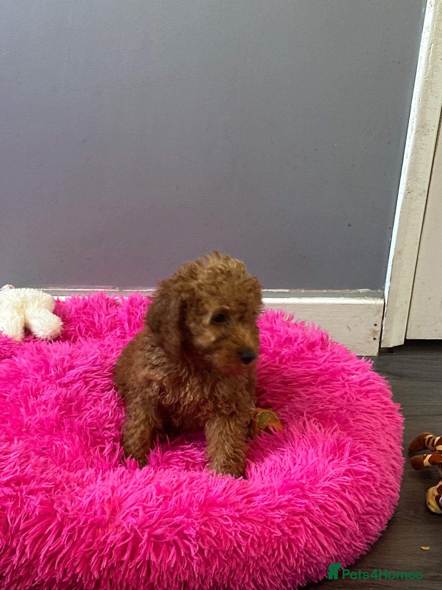 Cavapoo dogs for sale: Stunning Red Cavapoo  - Advert 1