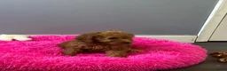 Cavapoo dogs for sale: Stunning Red Cavapoo  - Advert 1