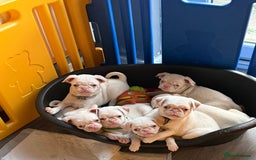 Pug dogs for sale: 5 REDUCED PUG PUPPYS🩵 ready to leave  - Image 3