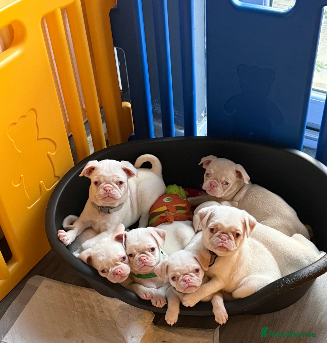 Pug dogs for sale: 5 REDUCED PUG PUPPYS🩵 ready to leave  - Image 3