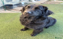 Mixed Breed dogs for sale: Beautiful Newfoundland X Golden Retriever Girl - Image 5