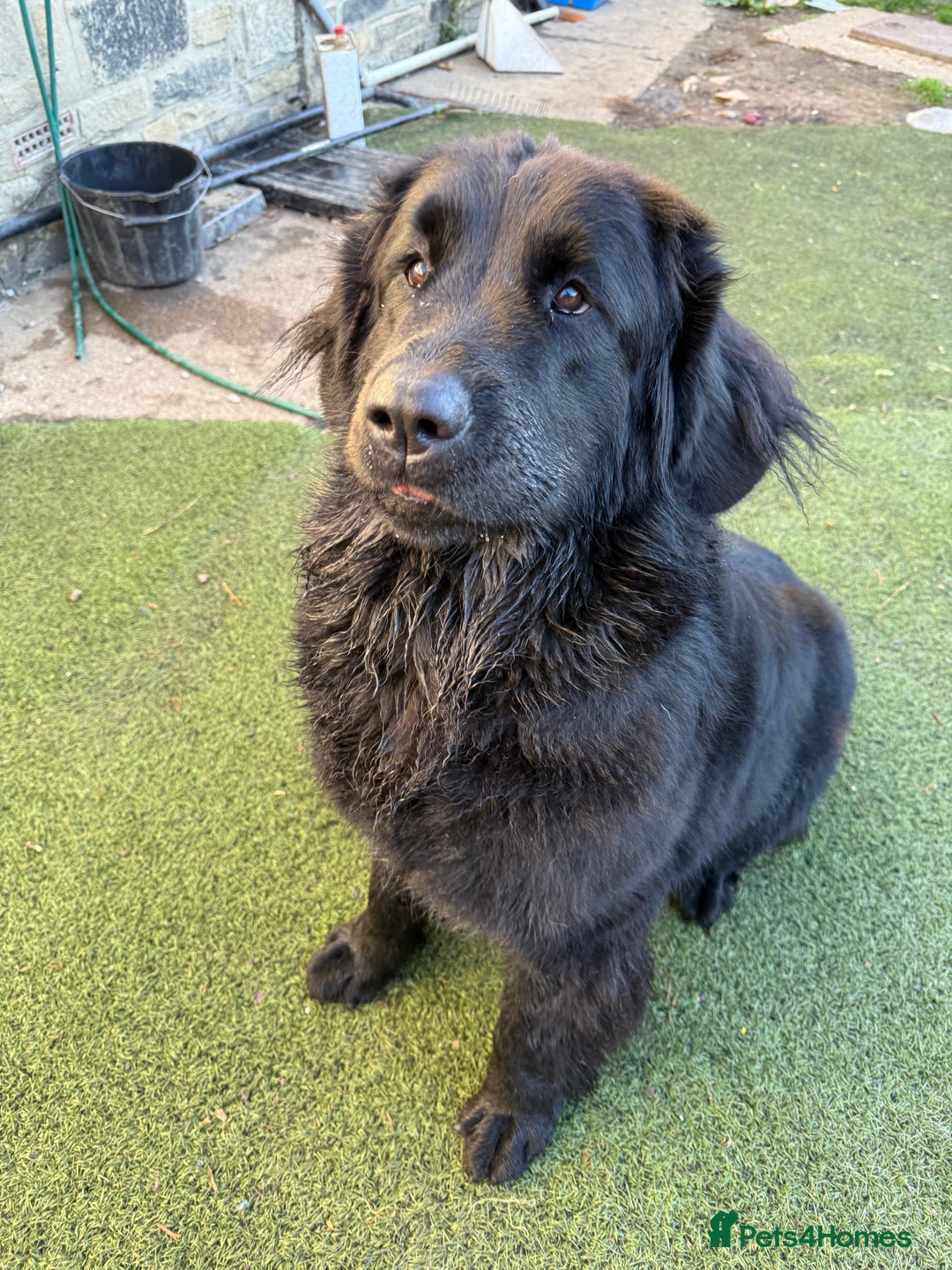 Mixed Breed dogs for sale: Beautiful Newfoundland X Golden Retriever Girl - Image 5
