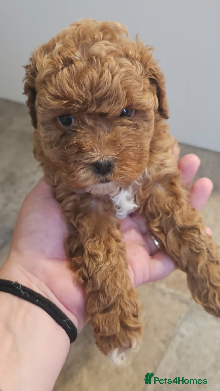 Maltipoo dogs  Adorable Tiny Toy Maltipoo puppies 🐶 - Advert 3