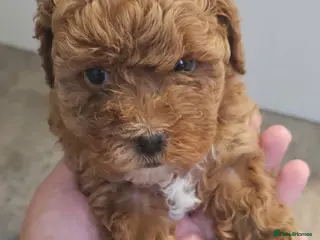 Maltipoo dogs Adorable Tiny Toy Maltipoo puppies 🐶 - Advert 3