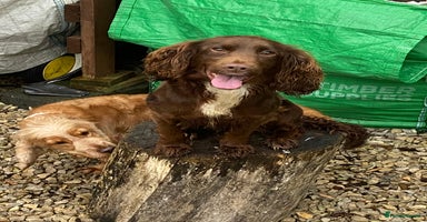 Cocker Spaniel dogs - Advert 13