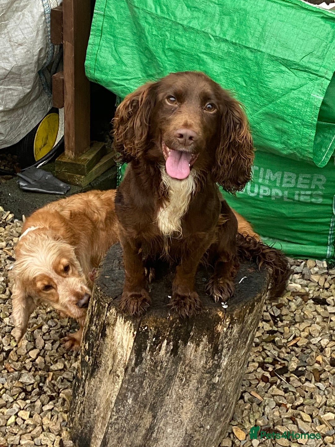 Cocker Spaniel dogs for sale: Working Cocker spaniel puppies  - Image 3