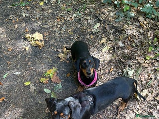 Miniature Dachshund dogs for sale - Advert 1