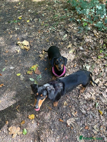 Miniature Dachshund dogs - Advert 8