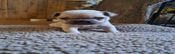 French Bulldog dogs for sale: French bulldog puppies  - Advert 4